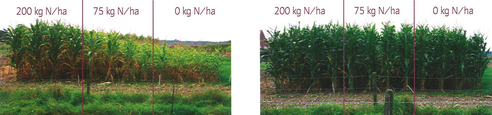 Effect_klaver_op_maisgroei (1).jpg